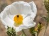 Southwestern Pricklypoppy