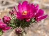 Cane Cholla Cactus