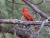 Summer Tanager