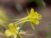 Yellow Columbine