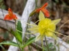 Yellow Columbine and Scarlet Monkeyflower