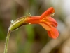 Scarlet Monkeyflower