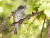 Plumbeous Vireo