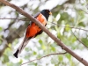 Elegant Trogon