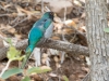 Elegant Trogon