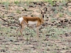 Pronghorn