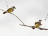 Western Kingbirds