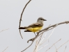 Western Kingbird