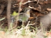 Black-chinned Hummingbird