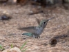 Anna's Hummingbird