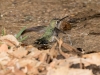 Anna's Hummingbird