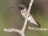 Black-chinned Hummingbird