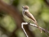 Ash-throated Flycatcher