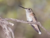 Rufous Hummingbird