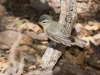 Warbling Vireo