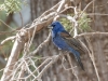 Blue Grosbeak