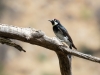 Acorn Woodpecker