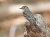 Western Wood-Pewee