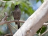 Bronze Cowbird