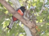 Elegant Trogon