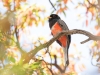 Elegant Trogon