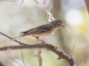 Plumbeous Vireo