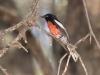 Painted Redstart