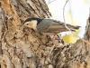 White-breasted Nuthatch