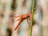 Neon Skimmer