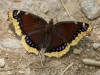 Mourning Cloak