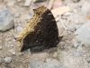 Mourning Cloak