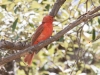 Summer Tanager