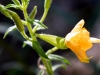 Hooker's Evening Primrose