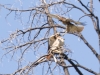 Red-tailed Hawk