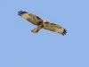 Red-tailed Hawk