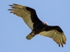 Turkey Vulture