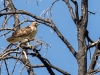 Red-tailed Hawk