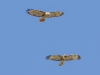 Red-tailed Hawk