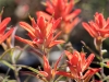 Wholeleaf Indian Paintbrush