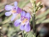 Palmer's Penstemon