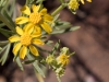 New Mexico Groundsel