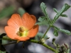 Rusby's Globemallow