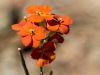 Sanddune Wallflower