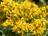 Missouri Goldenrod