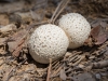 Puffball mushroom