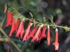 Firecracker Penstemon