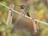 Anna's Hummingbird