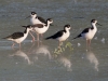 Black-necked Stilt