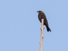 Brown-headed Cowbird