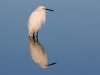 Snowy Egret